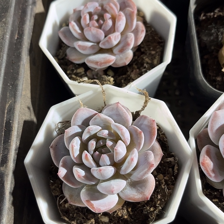 八角盆星星雪带盆土发