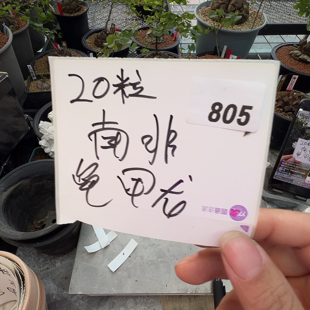 多肉植物专拍植物不退换 一物一拍 805