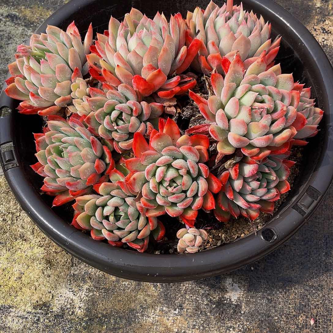 老****杨麦达斯国王多肉植物