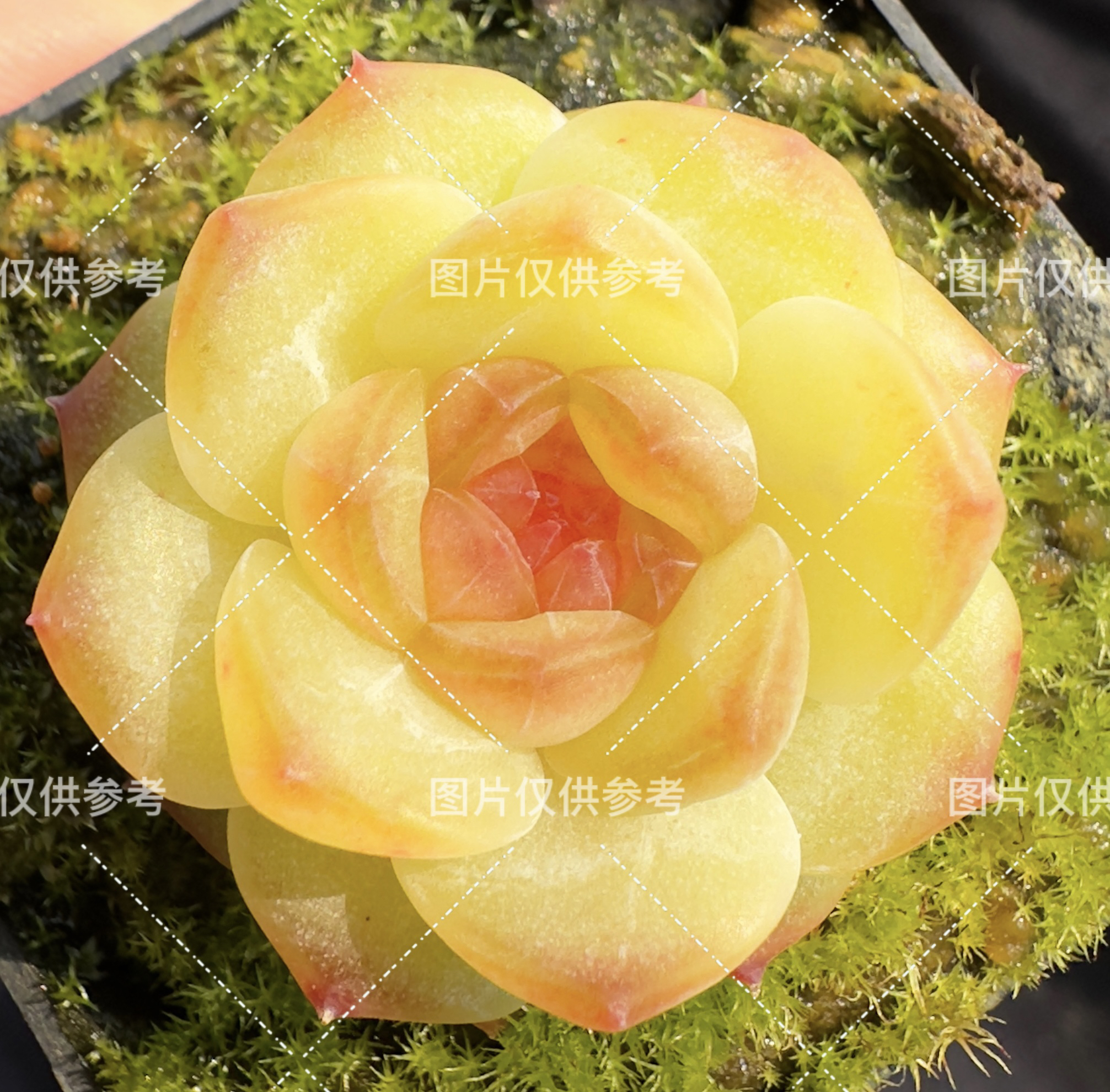 淼天淼地系列多肉植物带盆土多肉盆栽多肉花卉室内