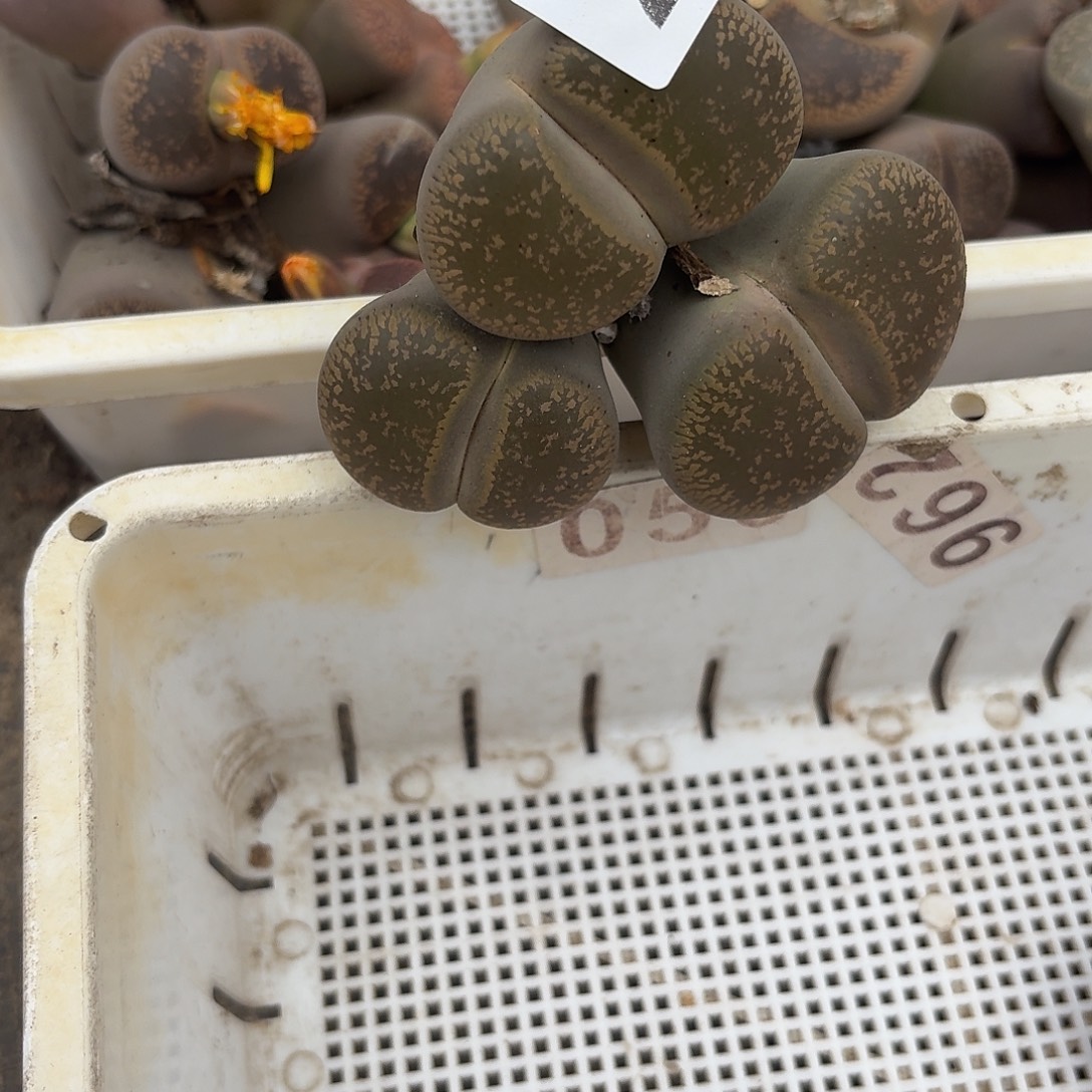 ****）生石花一物一拍205