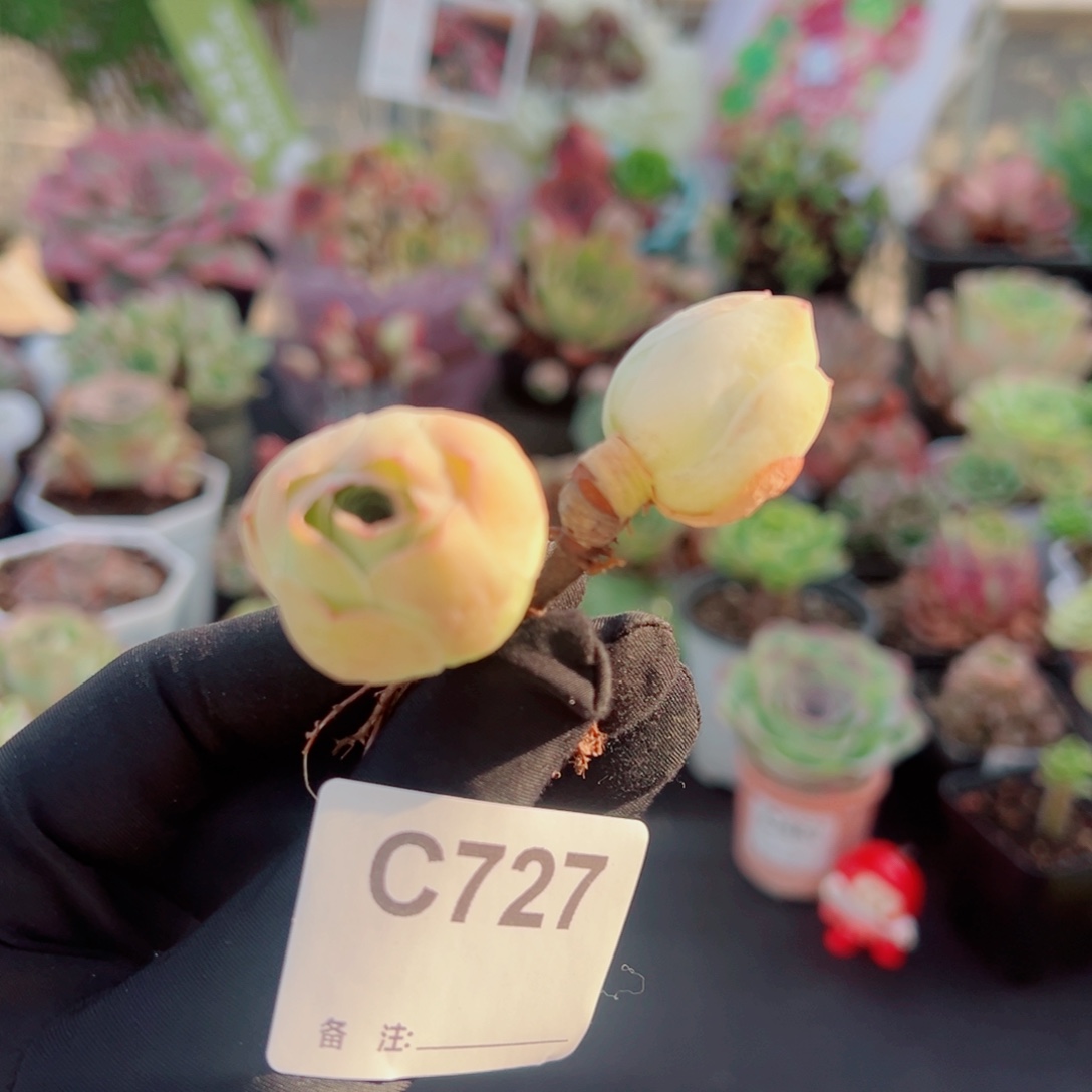 727包子小双头群。  一物一拍