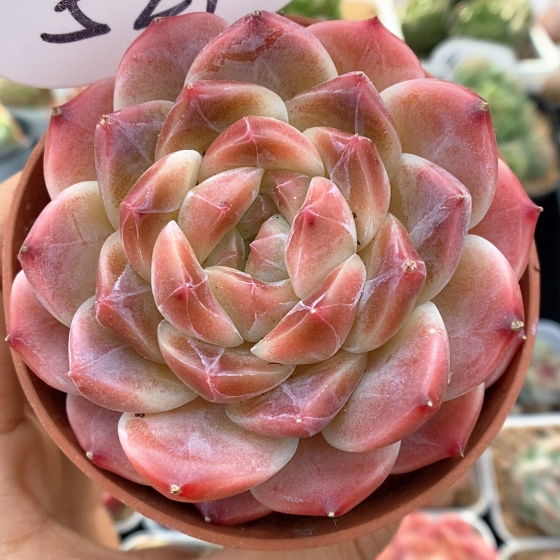 糖心冰魄可拍521号。