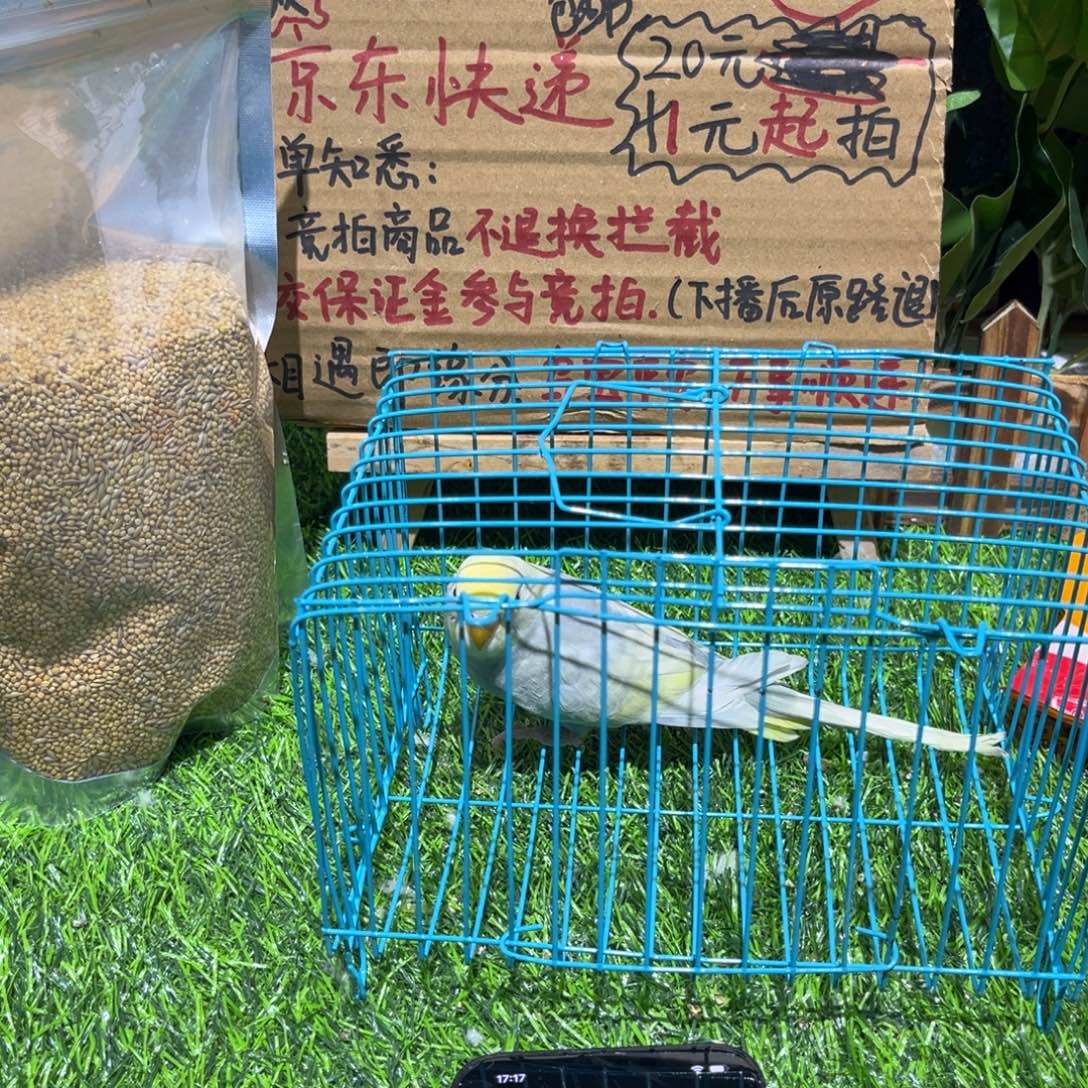 *****虎皮鹦鹉金彩虎皮鹦鹉一只，一物一拍不退换竞拍
