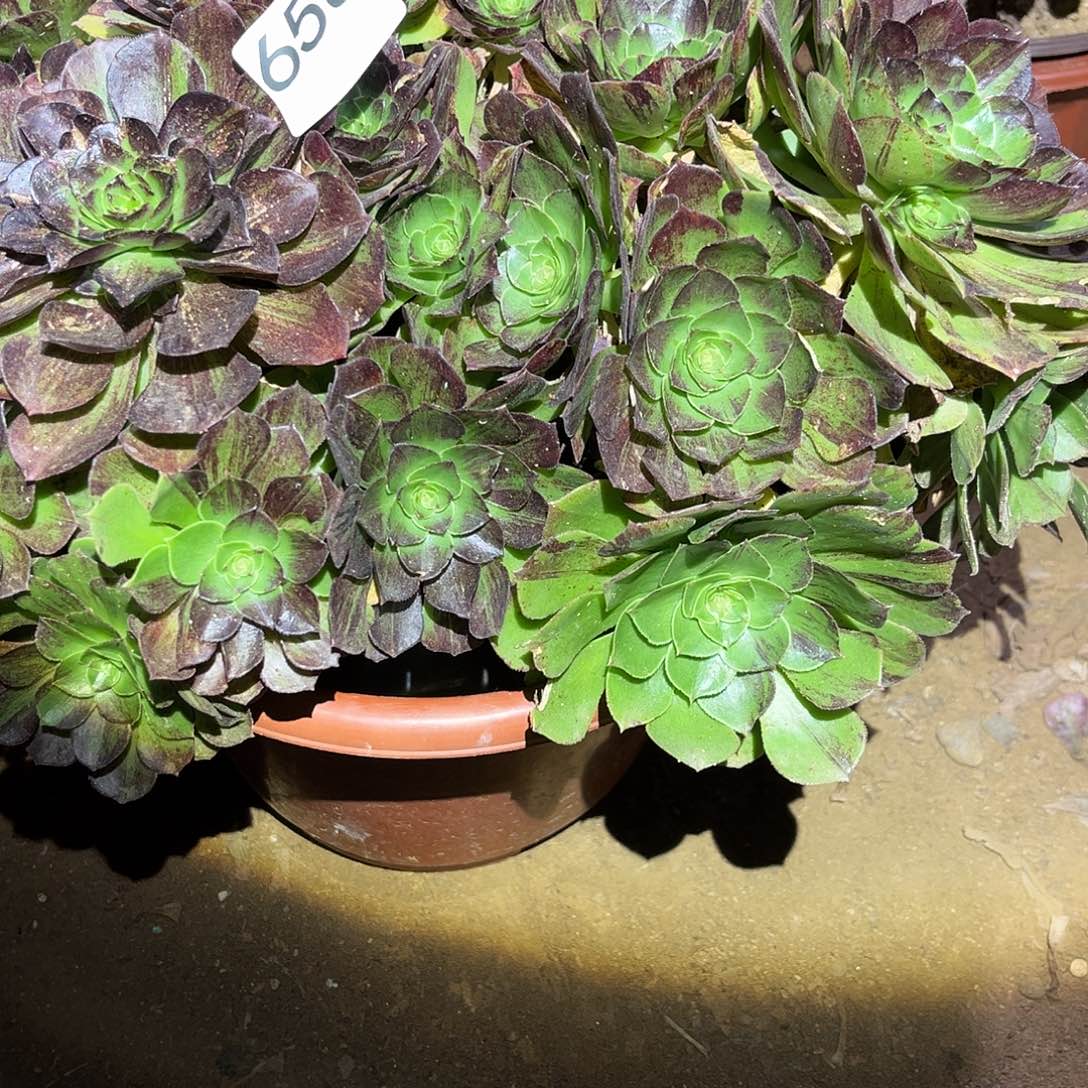 万圣夜拉丝多肉法师658号