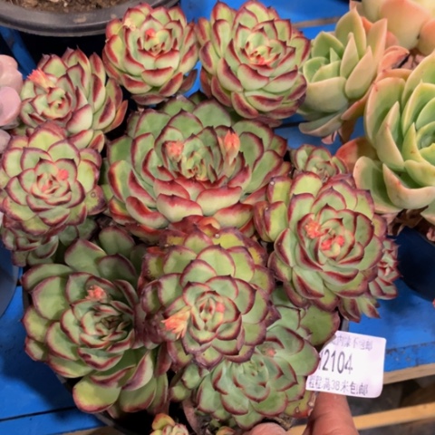 兮*肉酱12104多肉