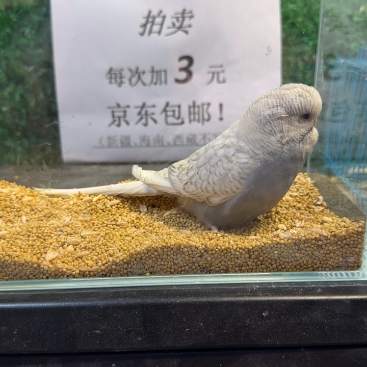 虎皮鹦鹉大头虎皮鹦鹉