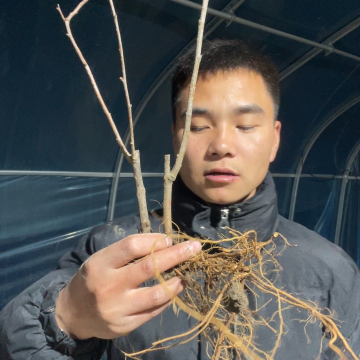 复色东洋锦海棠花一颗