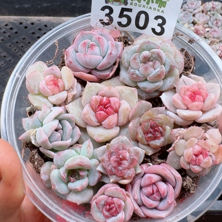 多肉植物多肉植物