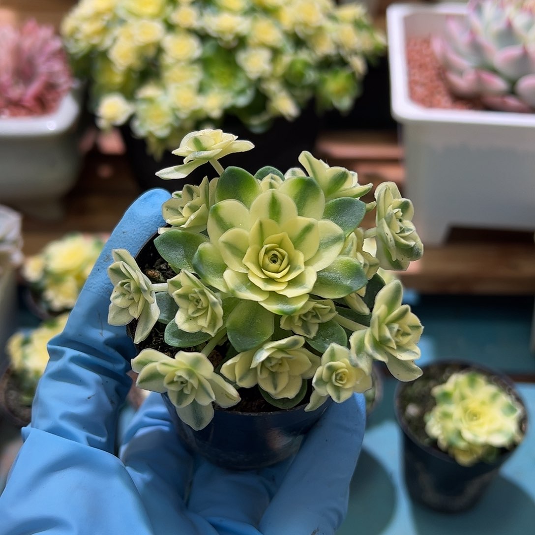 猫眼玫瑰覆轮锦多肉植物