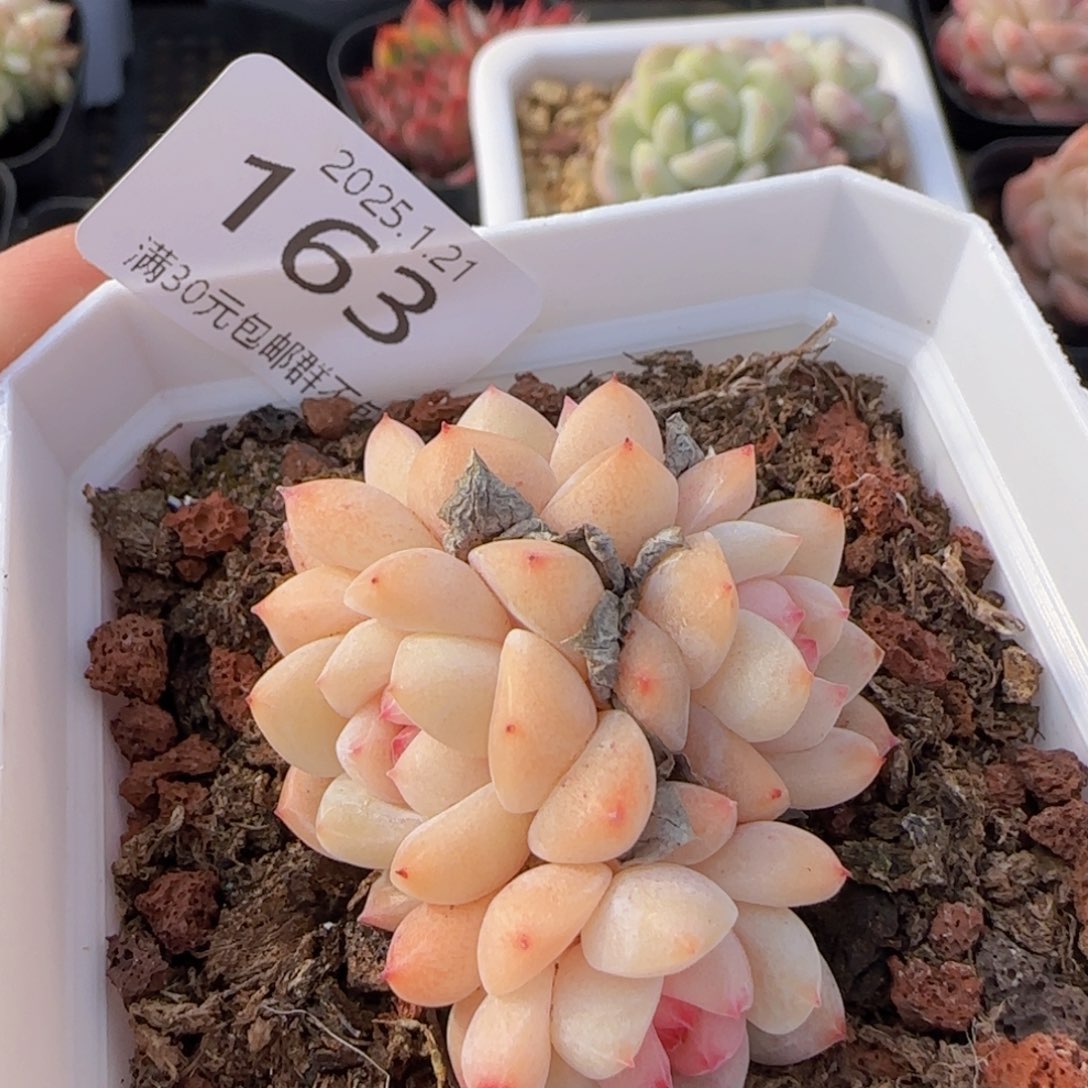 四头刚毅一颗脱土发货