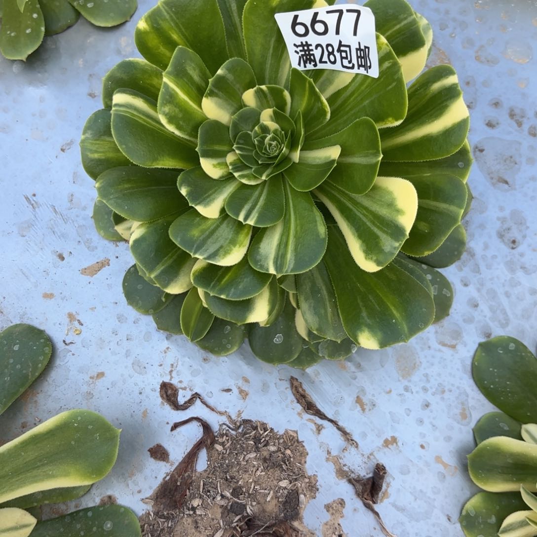 E.  6677五彩琉璃多肉