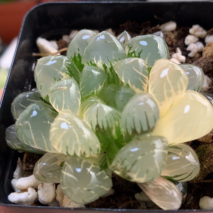 冰灯玉露锦带盆土发货