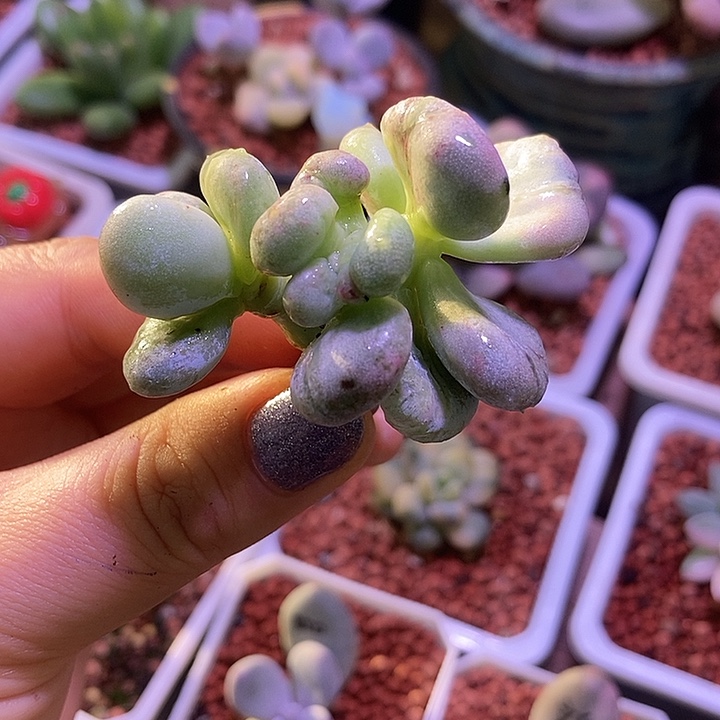 油煎丸子锦多肉植物