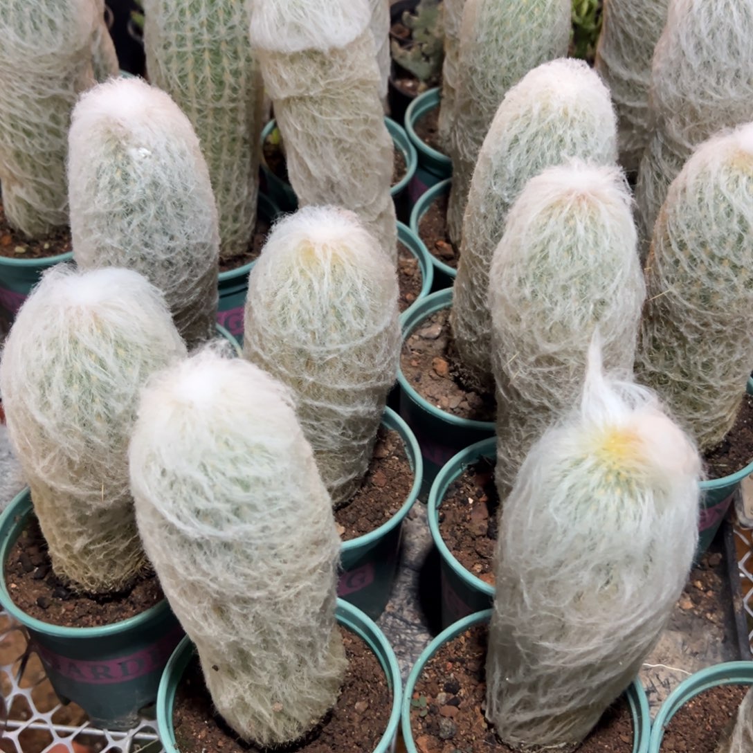 老乐柱单头随机一颗