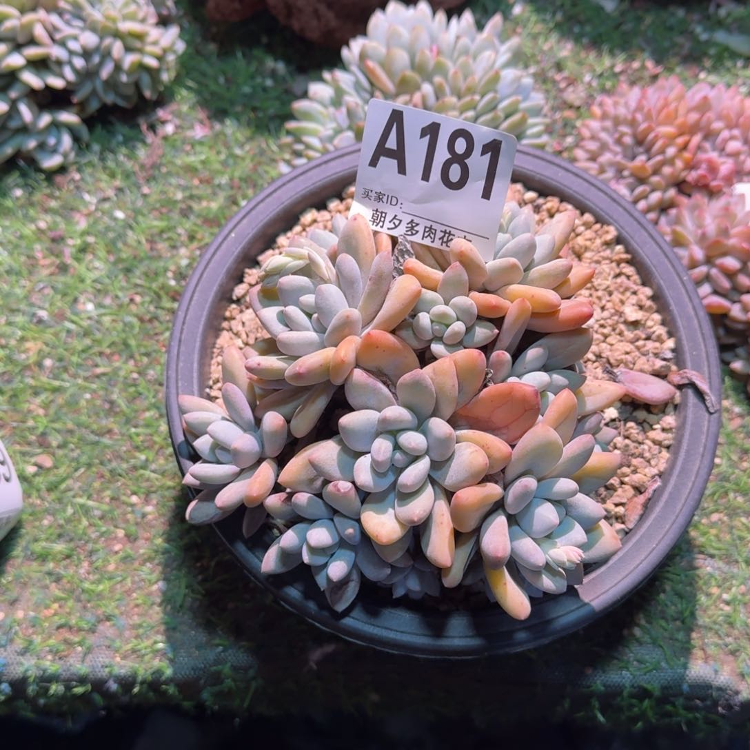 女神节福利福利福利