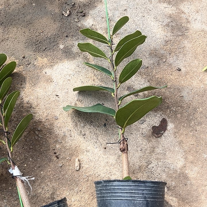 用***5天使27897777776223333海滩