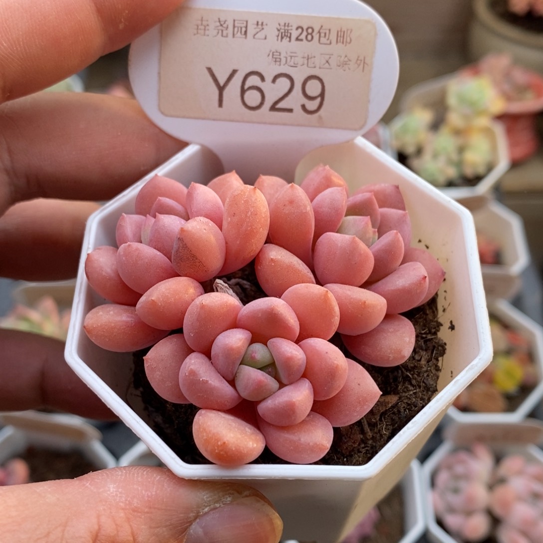 0629白鹭6.0厘米
