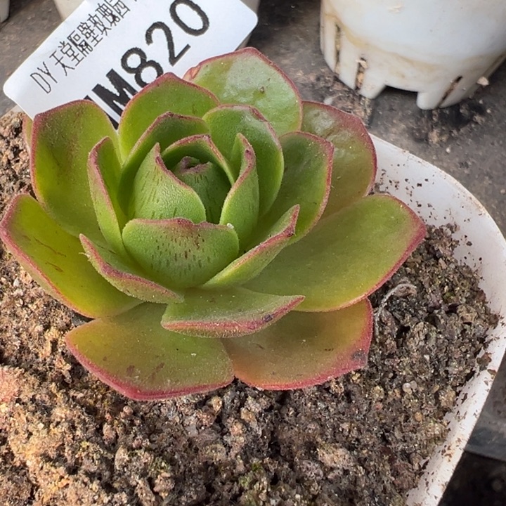 苗苗山地玫瑰多肉植物820