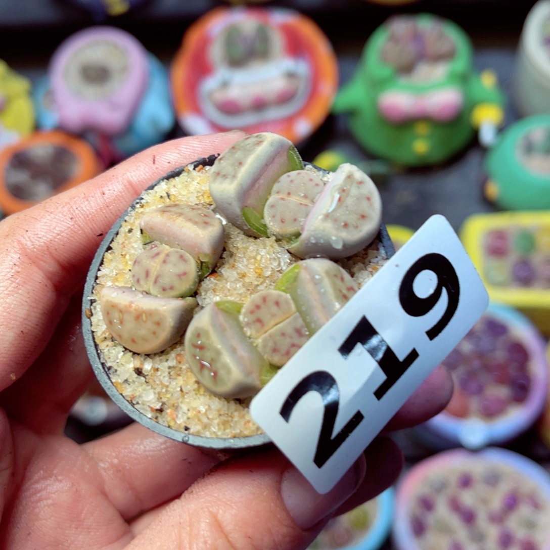 219生石花带盆发