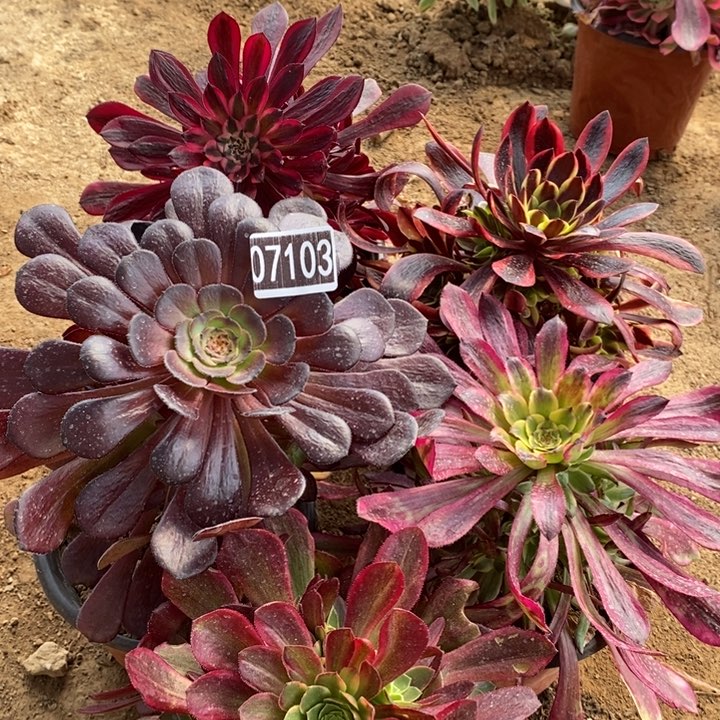 用****35颗法师组合07103