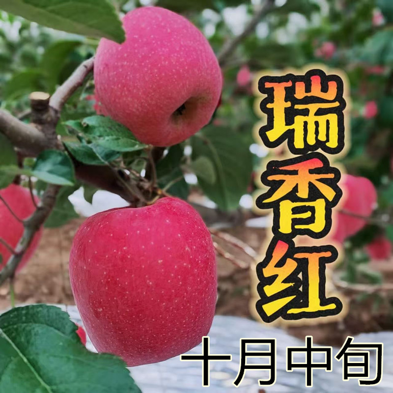 瑞香红苹果树苗烟富众成系列早熟晚熟苹果嫁接树苗南北方种植