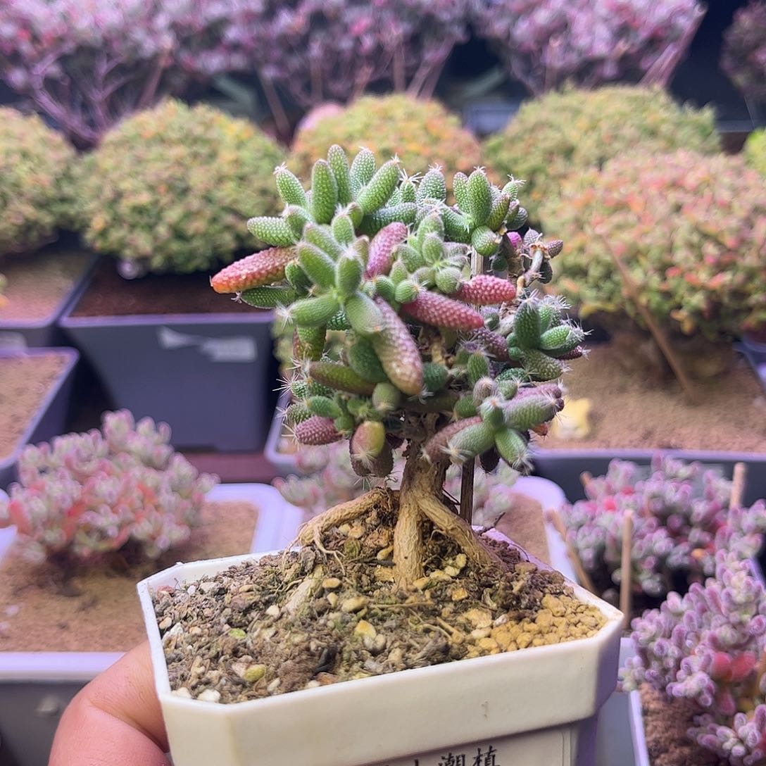 815玉米提根造型桩