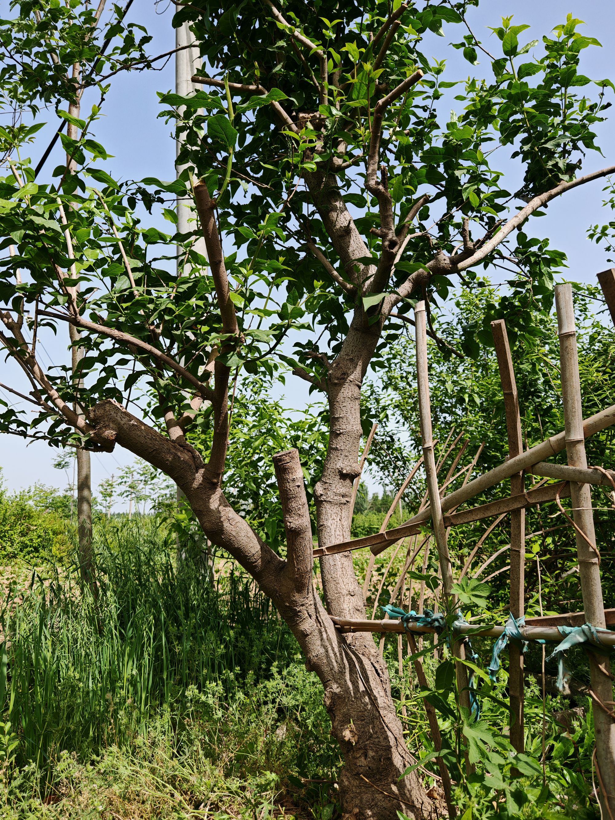 【五十年老桩26公分】腊梅庭院栽培耐寒浓香植物