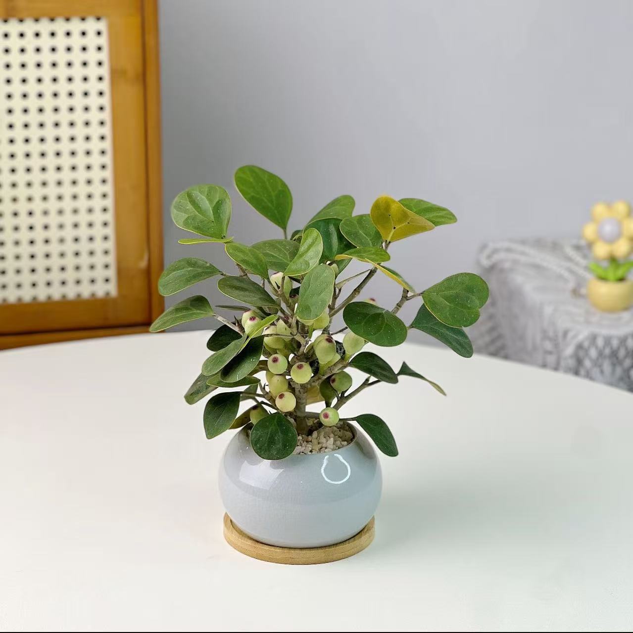  【李先生】木本（小盼菩提）观果植物