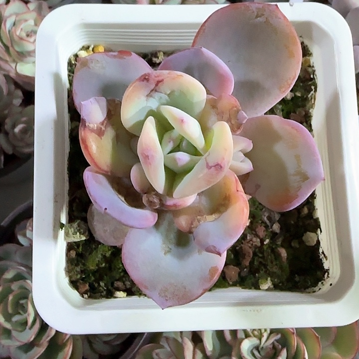 福***?青蛙王子儿童牙膏111