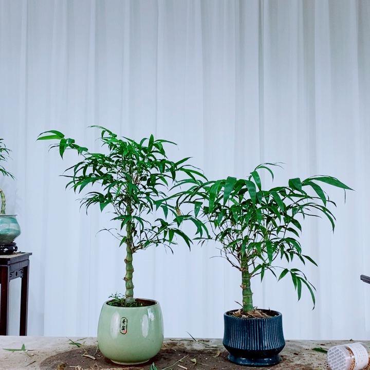 无花朵東111111111111