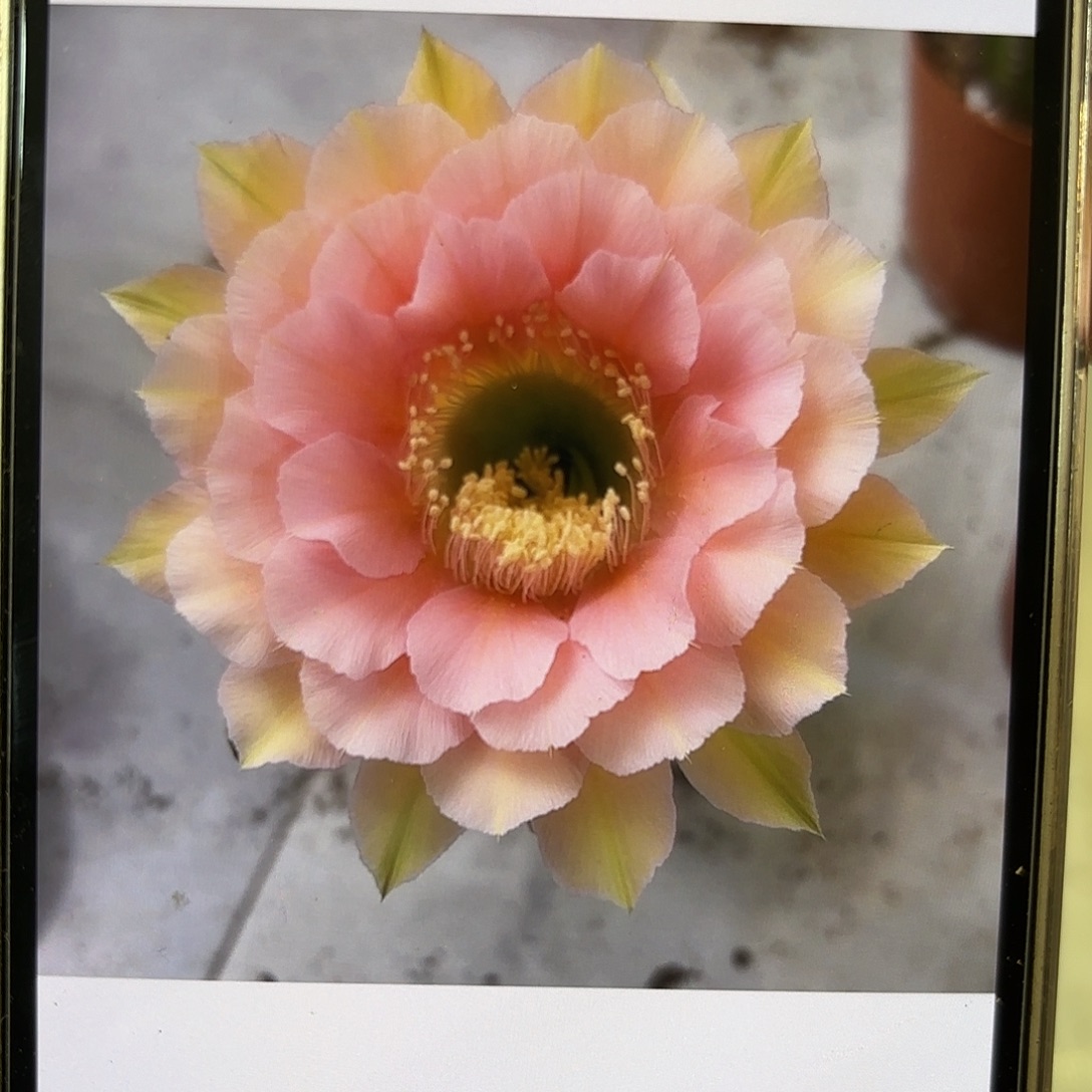 彩草青青美人鱼8.2公分左右