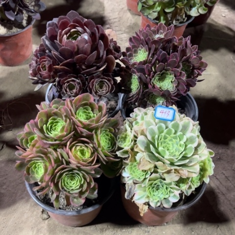 413多肉植物组合