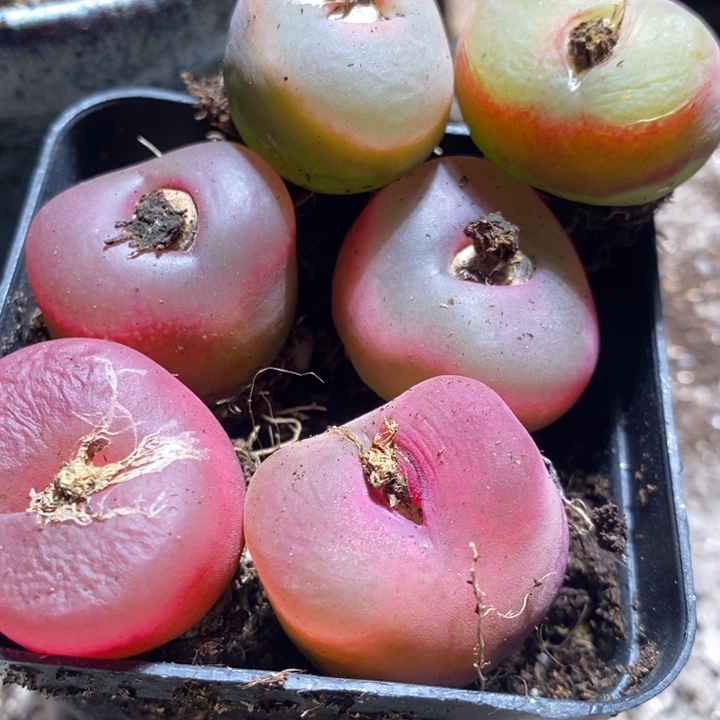 26243有伤一组一组