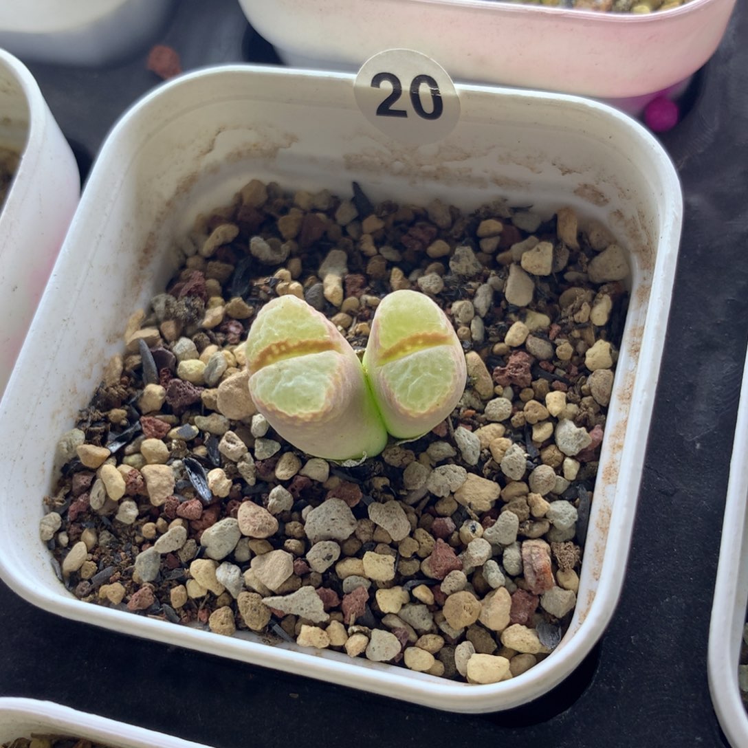 20号静香风铃母本