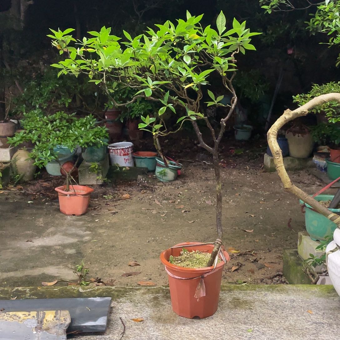 少量花朵（建议范围：2朵-5朵 或40%以下）一五一十