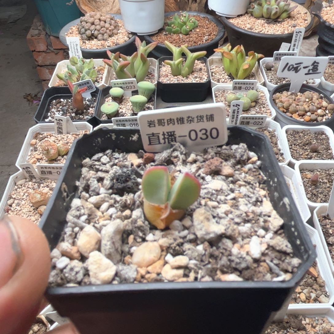 梅萨种源大型肉肉锥翼