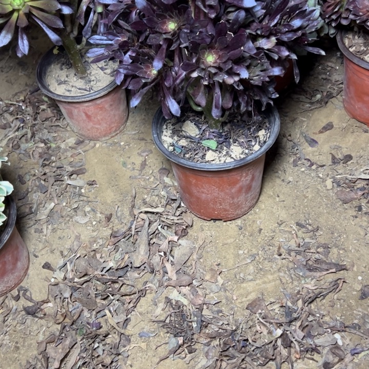 多肉植物黑豆法师43