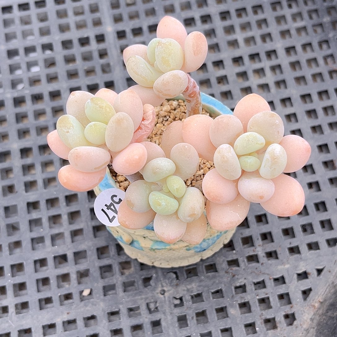 547 珍妮美人 满18包邮