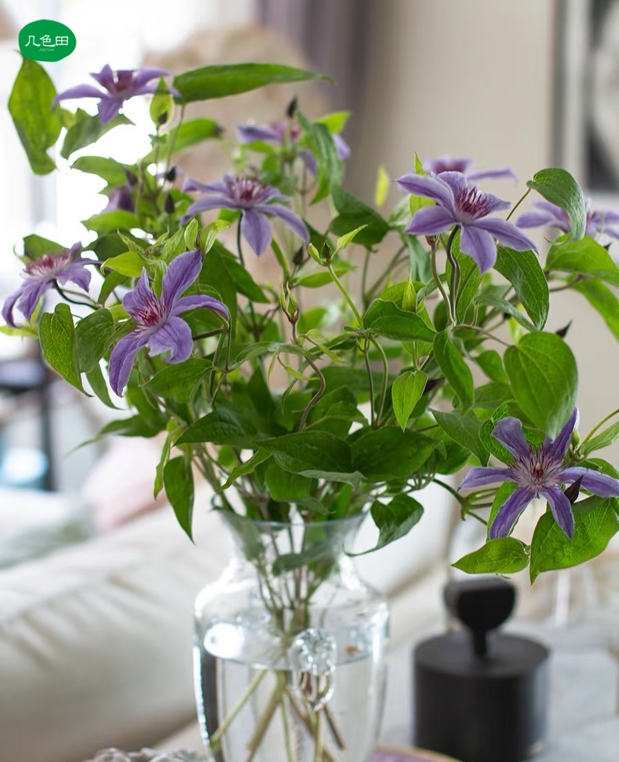 铁线莲----鲜切云南直发鲜花云南花插花鲜花