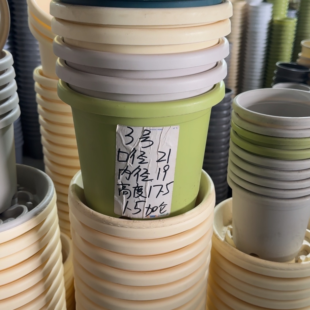 四季3号 无拖果绿10个