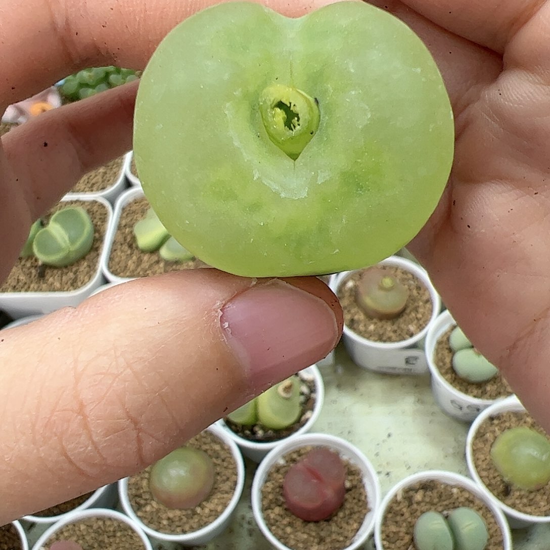 【闪购商品】83 毛毛