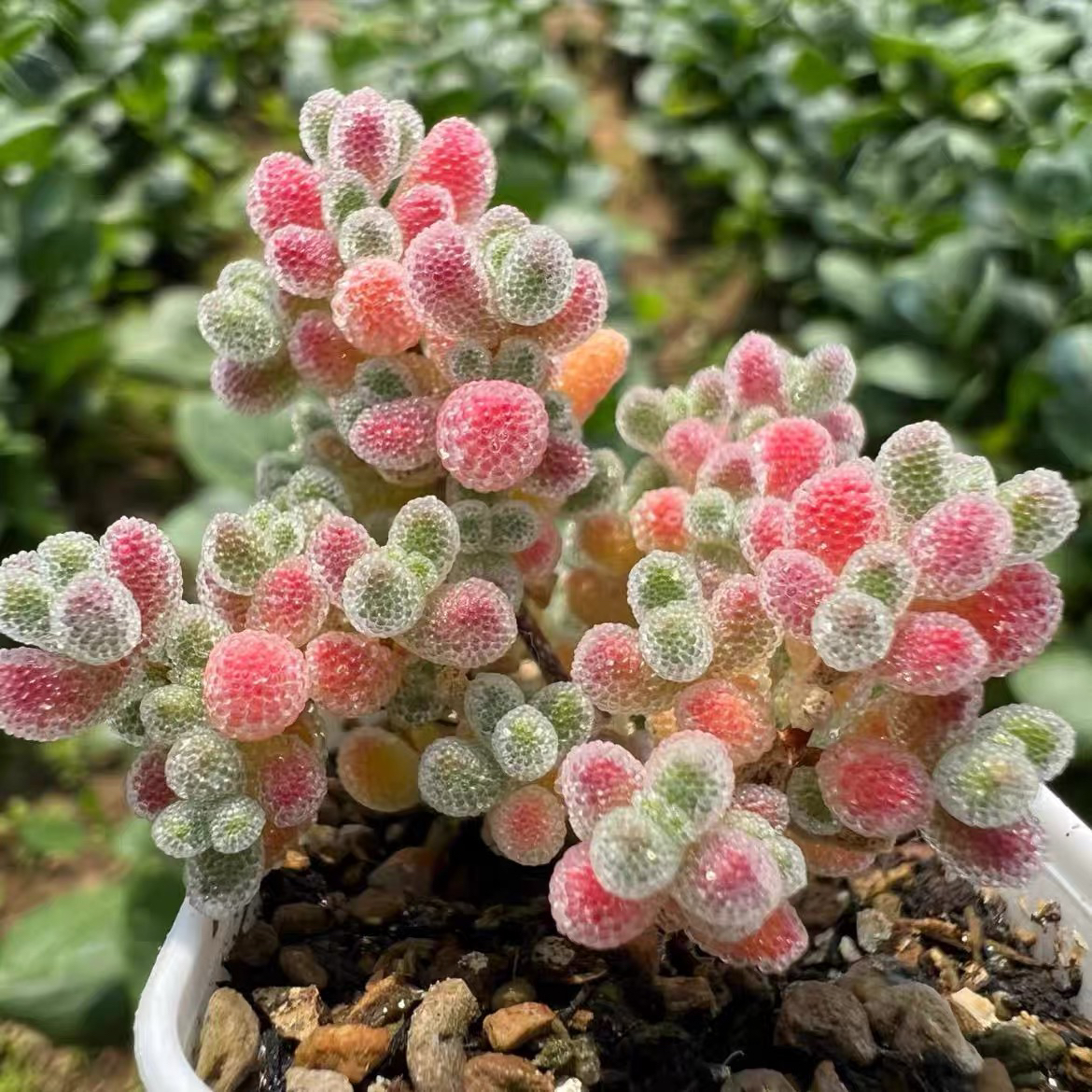 亮晶晶 冰晶枝干番杏 开粉色花 出状态亮闪闪粉嫩色