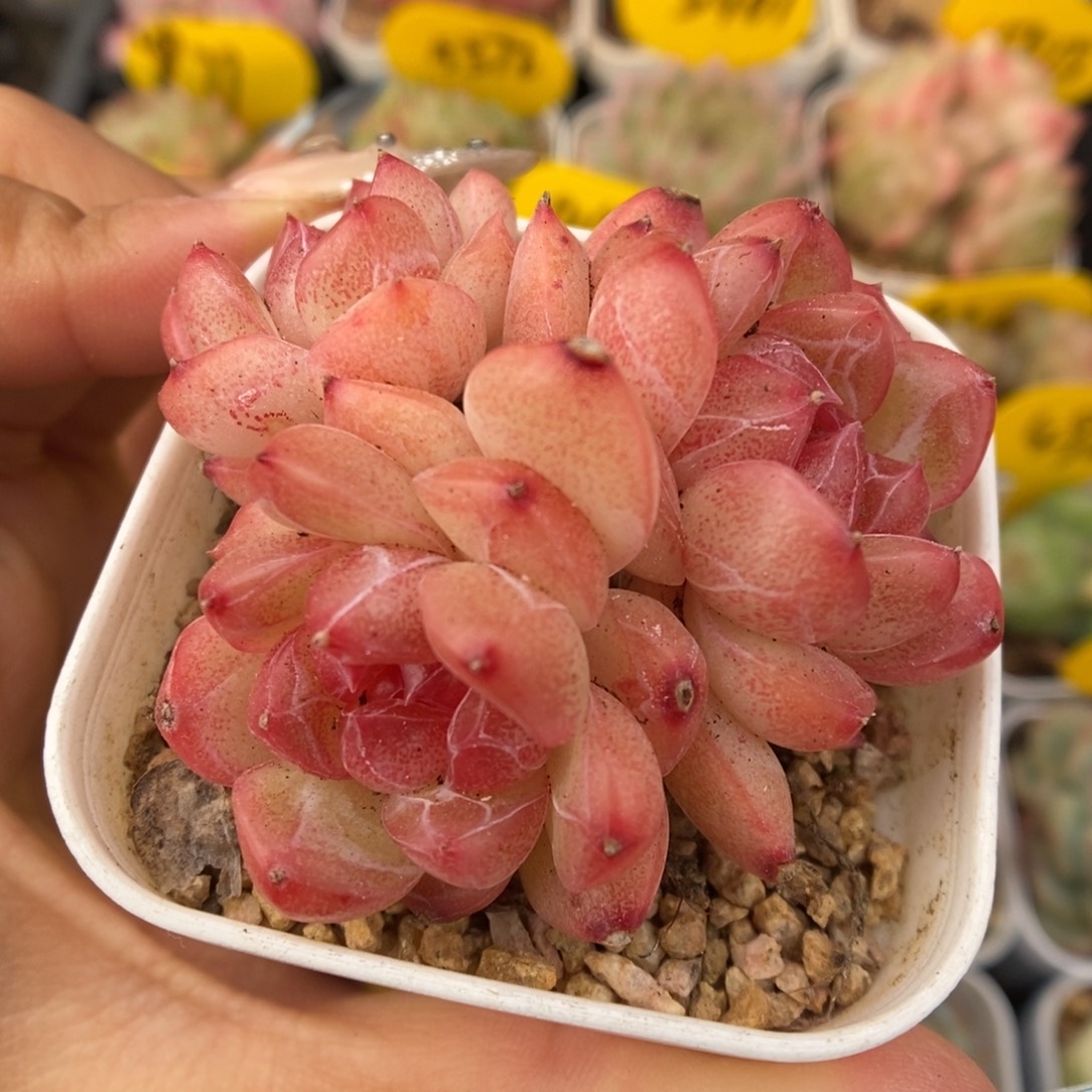 琴心群生可拍948号。  