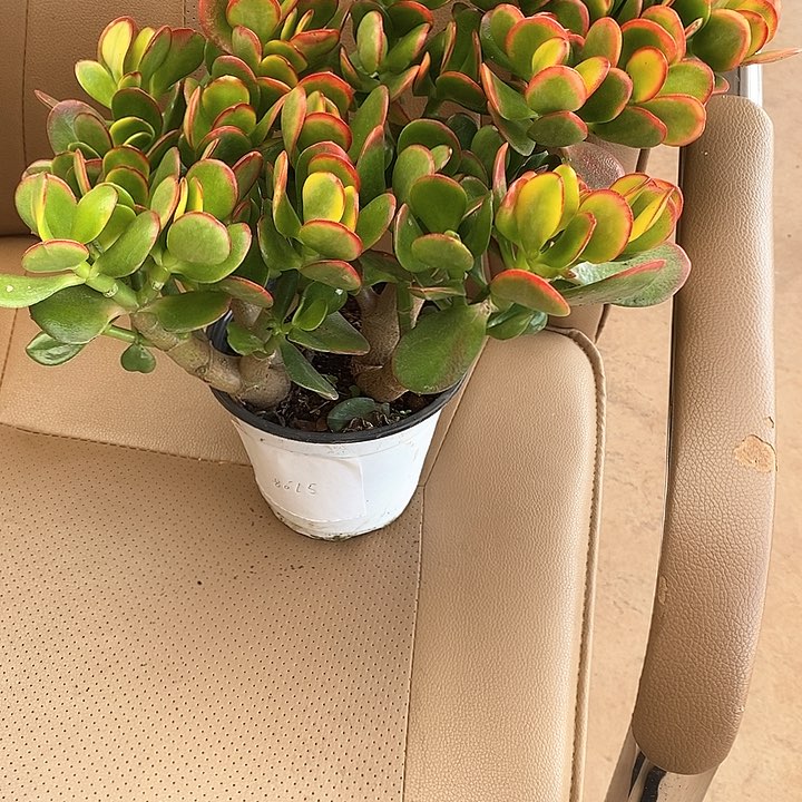 来杨晓晓多肉红金花月