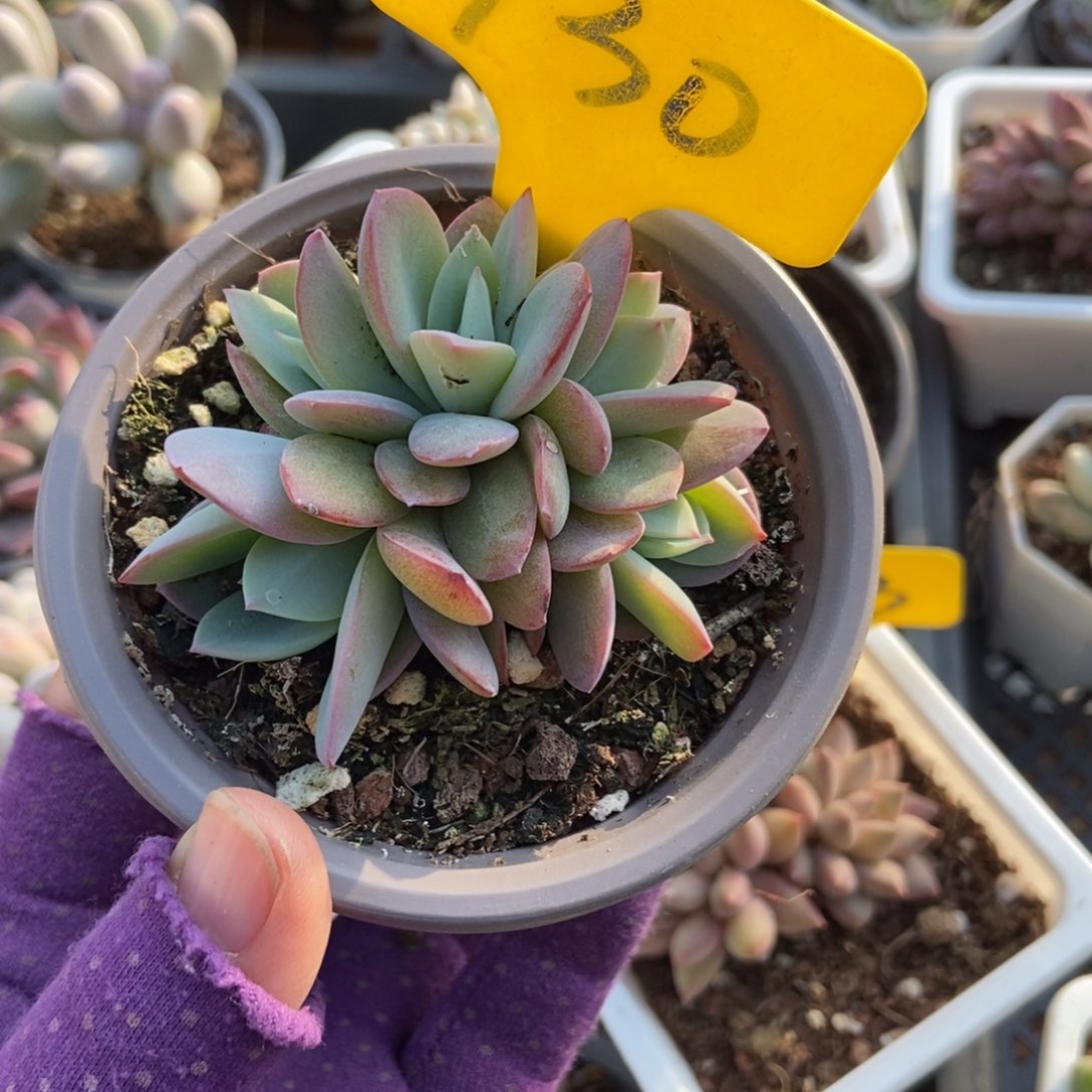 730布鲁蓝多肉植物