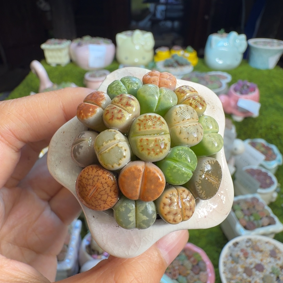 未***好多肉植物福利冲1399