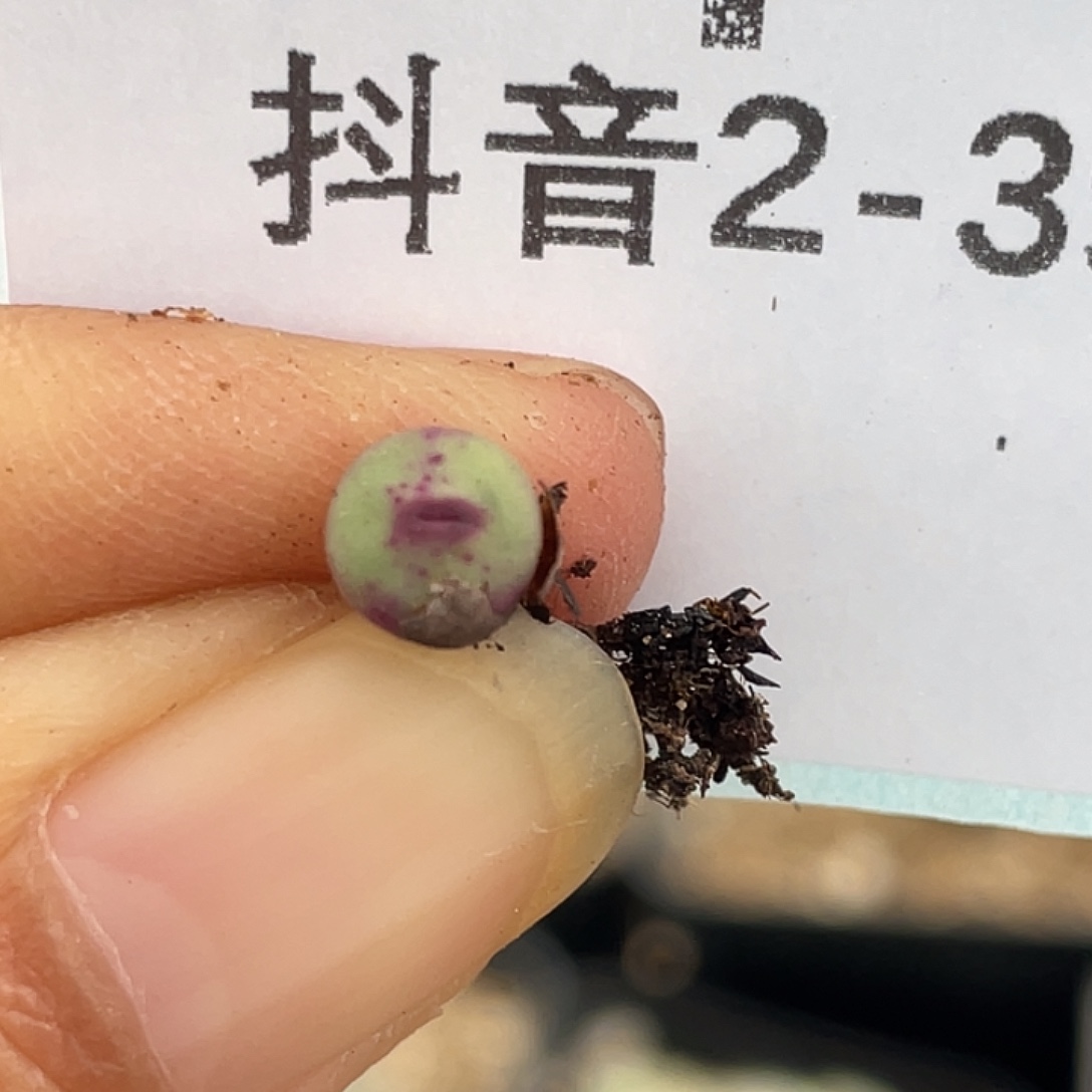 2-39嘴多肉植物肉锥