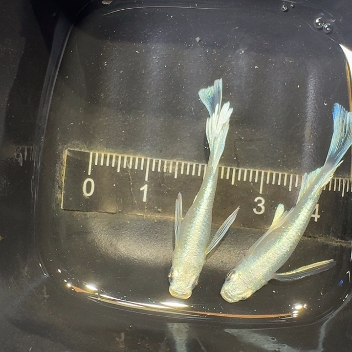 青鳉鱼37号拍品长鳍天使之翼一对