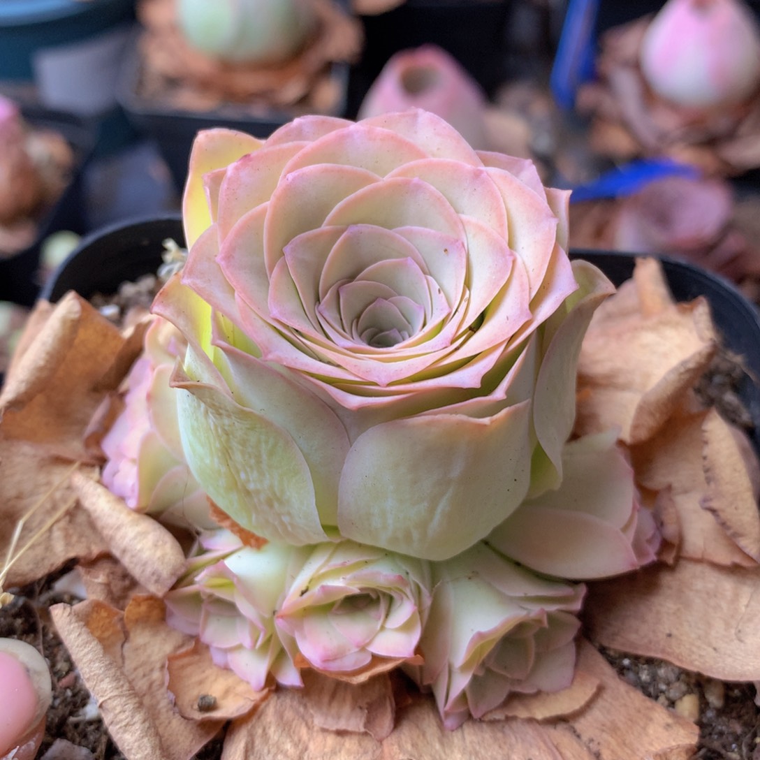 一物一拍星辰紫芙085